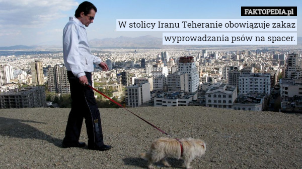 W stolicy Iranu Teheranie obowiązuje zakaz wyprowadzania psów na spacer.