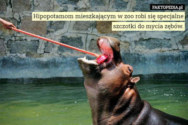 Hipopotamom mieszkającym w zoo robi się specjalne szczotki do...