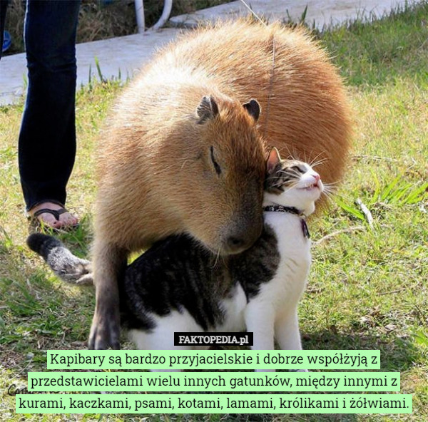 Kapibary są bardzo przyjacielskie i dobrze współżyją z przedstawicielami...