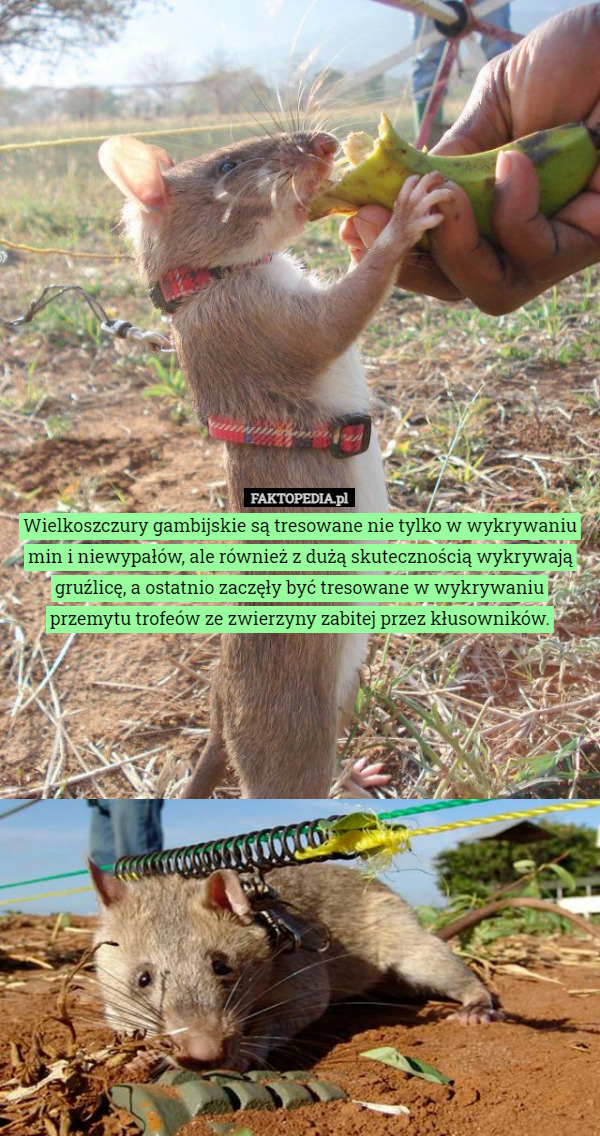 Wielkoszczury gambijskie są tresowane nie tylko w wykrywaniu min i...