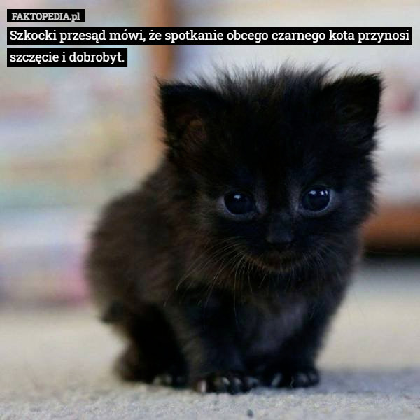 Szkocki przesąd mówi, że spotkanie obcego czarnego kota przynosi szczęcie...