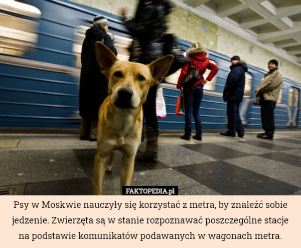Psy w Moskwie nauczyły się korzystać z metra, by znaleźć sobie jedzenie...