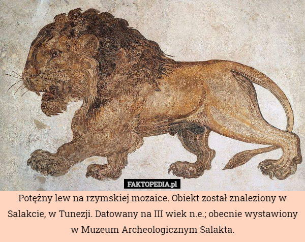 Potężny lew na rzymskiej mozaice. Obiekt został znaleziony w Salakcie, w