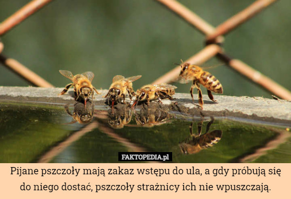 Pijane pszczoły mają zakaz wstępu do ula, a gdy próbują się do niego dostać,