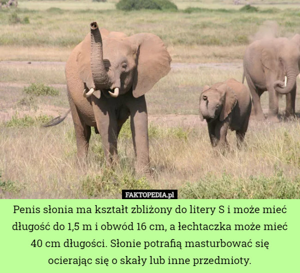 Penis słonia ma kształt zbliżony do litery S i może mieć długość do...
