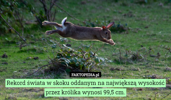 Rekord świata w skoku oddanym na największą wysokość przez królika wynosi...