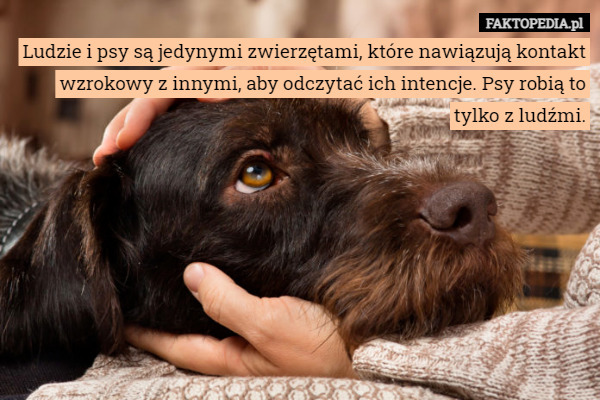 Ludzie i psy są jedynymi zwierzętami, które nawiązują kontakt wzrokowy z...