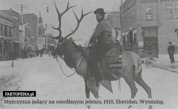 Mężczyzna jadący na osiodłanym jeleniu, 1910, Sheridan, Wyoming.