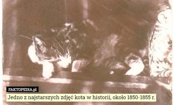 Jedno z najstarszych zdjęć kota w historii, około 1850-1855