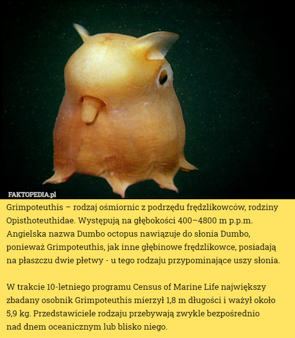 Grimpoteuthis – rodzaj ośmiornic z podrzędu frędzlikowców, rodziny Opisthoteuthidae. Występują...
