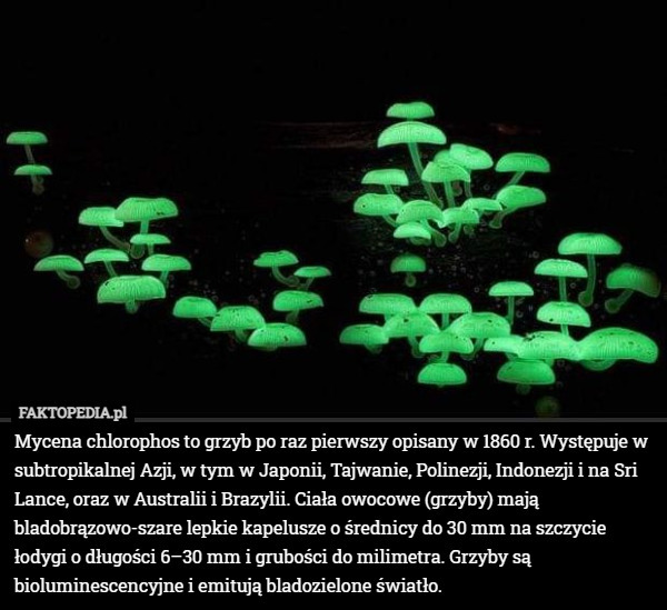 Mycena chlorophos to grzyb po raz pierwszy opisany w 1860 r. Występuje...
