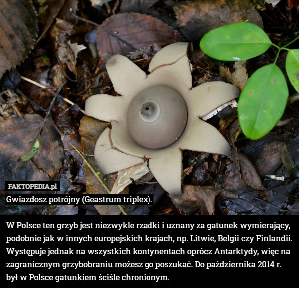 Gwiazdosz potrójny (Geastrum triplex). W Polsce ten grzyb jest niezwykle...