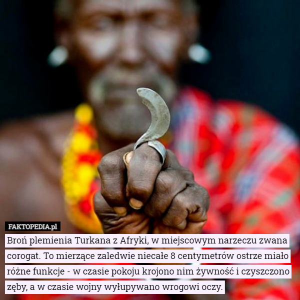 Broń plemienia Turkana z Afryki, w miejscowym narzeczu zwana...