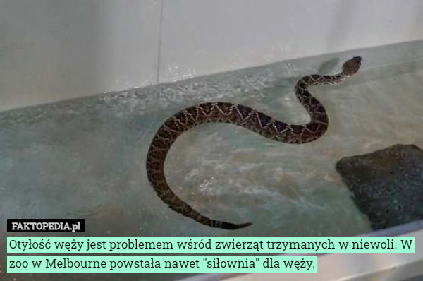 Otyłość węży jest problemem wśród zwierząt trzymanych w niewoli. W zoo w