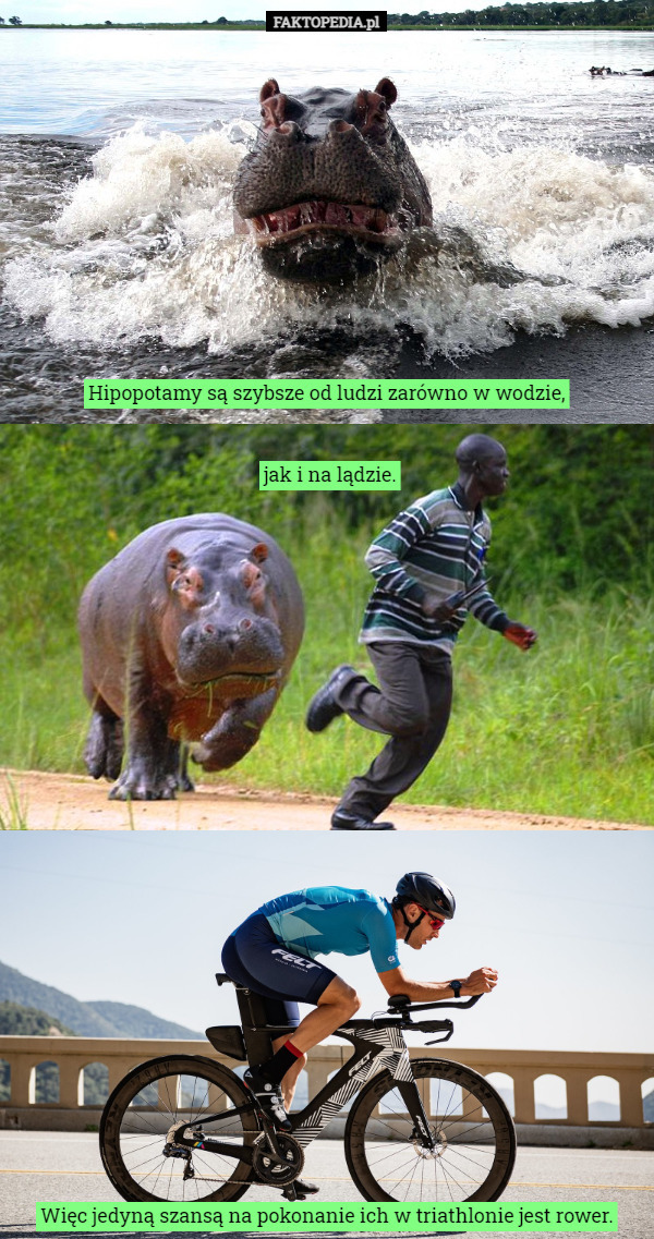 Hipopotamy są szybsze od ludzi zarówno w wodzie...