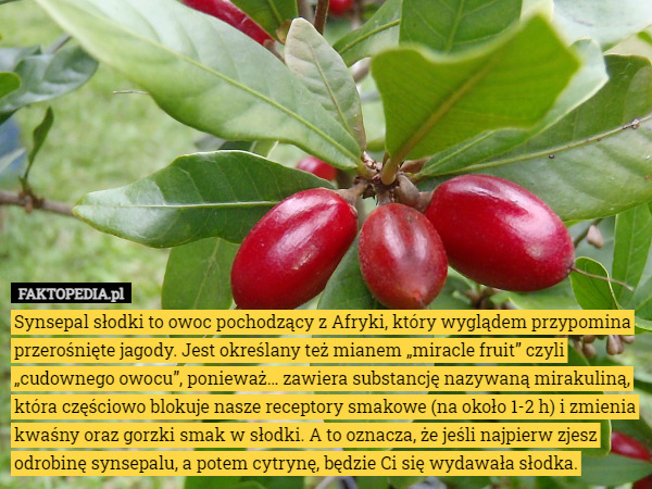 Synsepal słodkiTo owoc pochodzący z Afryki, który wyglądem przypomina przerośnięte...