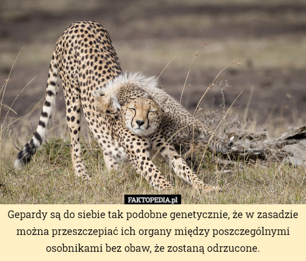 Gepardy są do siebie tak podobne genetycznie, że w zasadzie można przeszczepiać...