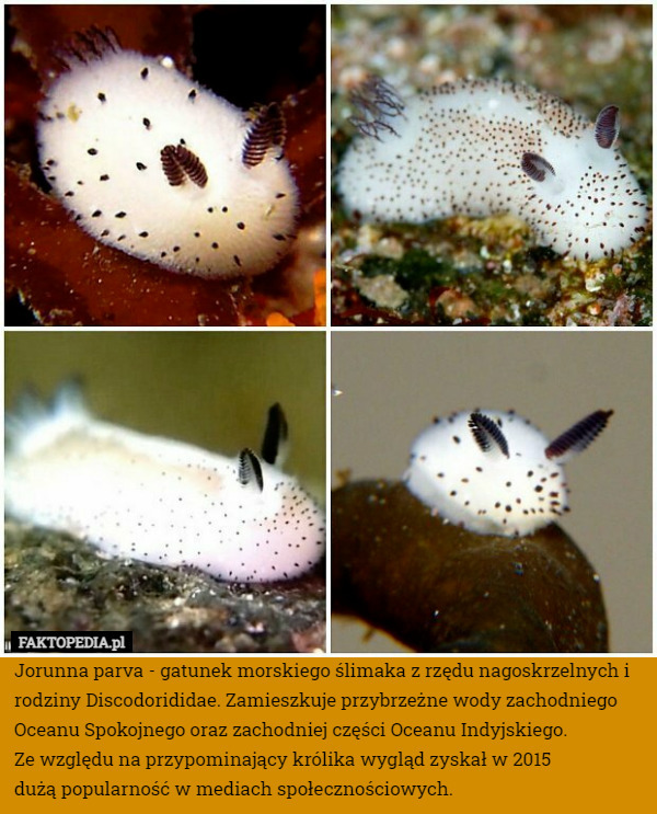 Jorunna parva - gatunek morskiego ślimaka z rzędu nagoskrzelnych i rodziny...