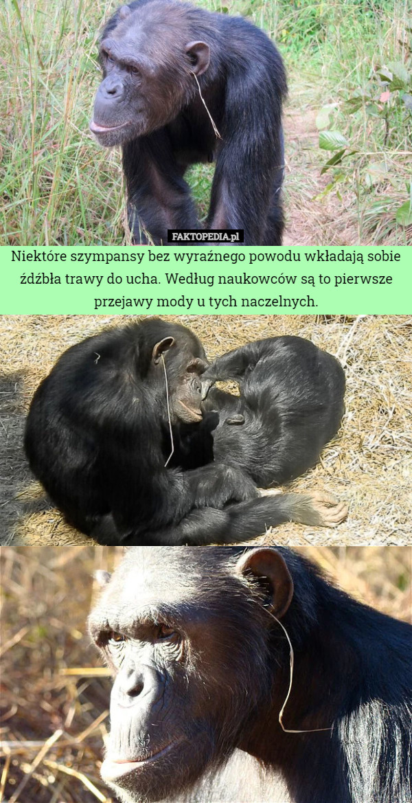 Niektóre szympansy bez wyraźnego powodu wkładają sobie źdźbła trawy do...