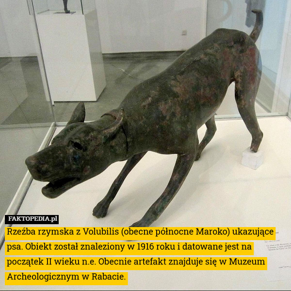 Rzeźba rzymska z Volubilis (obecne północne Maroko) ukazujące psa. Obiekt