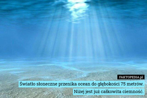 Światło słoneczne przenika ocean do głębokości 75 metrów.
Niżej jest już
