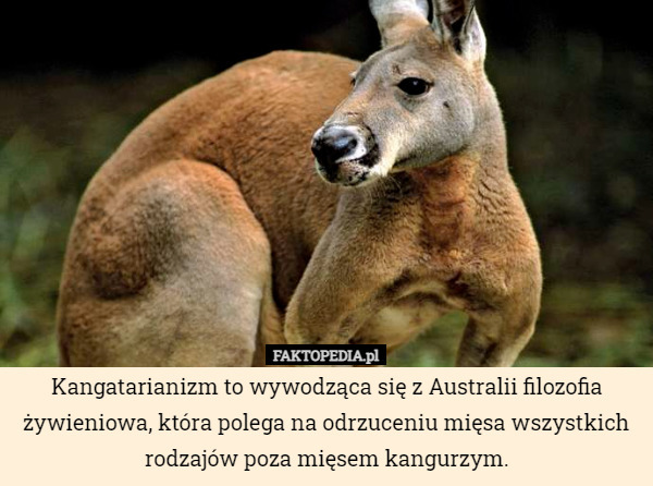Kangatarianizm to wywodząca się z Australii filozofia żywieniowa, która