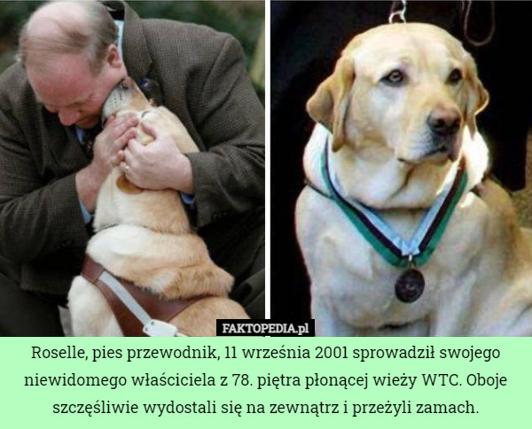 Roselle, pies przewodnik, 11 września 2001 sprowadził swojego niewidomego