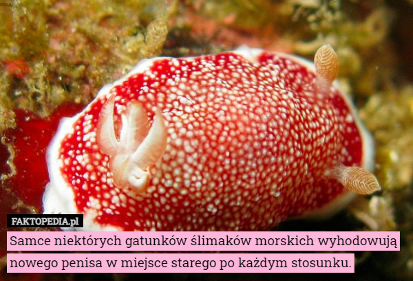 Samce niektórych gatunków ślimaków morskich hodują nowy penis w miejsce...