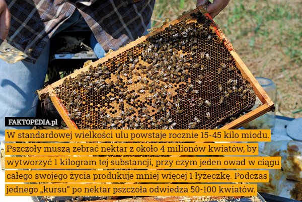 W standardowej wielkości ulu powstaje rocznie 15-45 kilo miodu. Pszczoły...