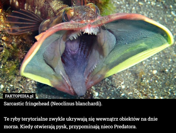 Sarcastic fringehead (Neoclinus blanchardi).Te ryby terytorialne zwykle