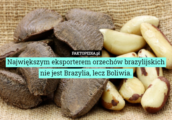 Największym eksporterem orzechów brazylijskich nie jest Brazylia, lecz Boliwia.