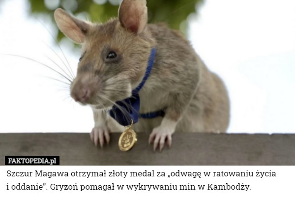 Szczur Magawa otrzymał złoty medal za „odwagę w ratowaniu życia i oddanie”...