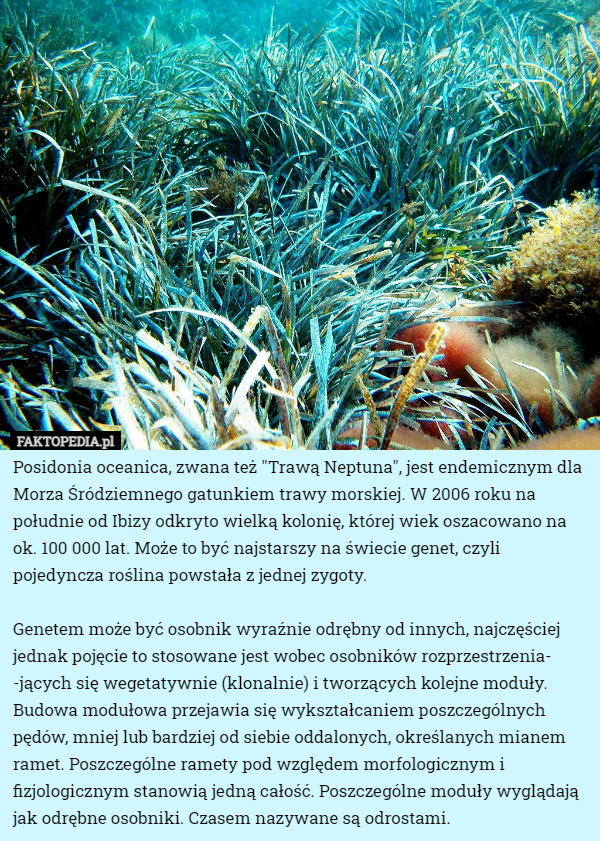 Posidonia oceanica, zwana też "Trawą Neptuna", jest endemicznym...