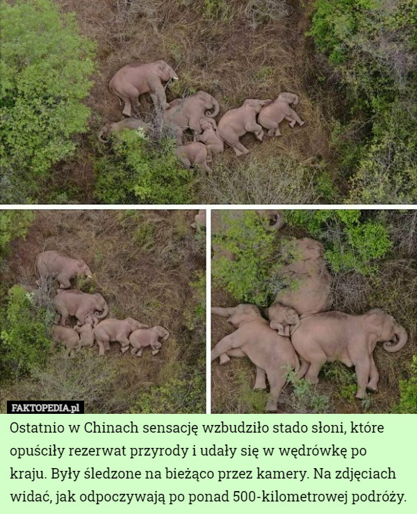 Ostatnio w Chinach sensację wzbudziło stado słoni, które opuściły rezerwat...