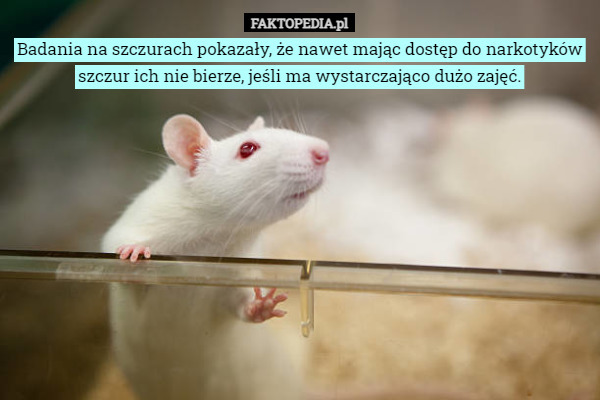 Badania na szczurach pokazały, że nawet mając dostęp do narkotyków szczur...