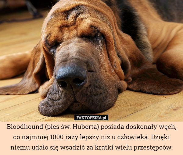 Bloodhound (pies św. Huberta) posiada doskonały węch, co najmniej 1000 razy