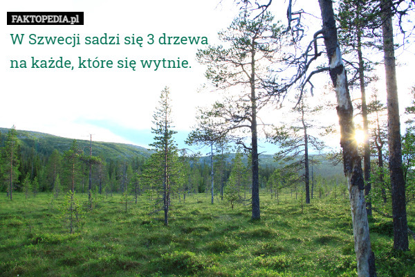 W Szwecji sadzi się 3 drzewa
na każde, które się wytnie.