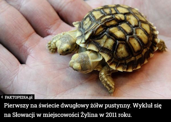 Pierwszy na świecie dwugłowy żółw pustynny. Wykluł się na Słowacji w miejscowości...