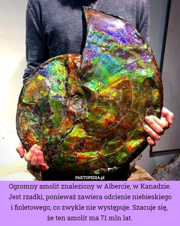 Ogromny amolit znaleziony w Albercie, w Kanadzie. Jest rzadki, ponieważ...
