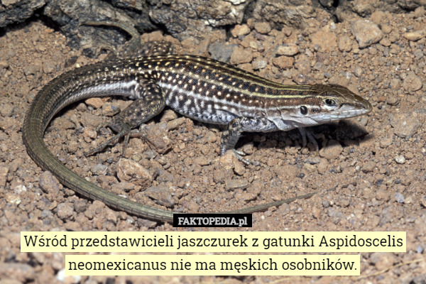 Wśród przedstawicieli jaszczurek z gatunki Aspidoscelis neomexicanus nie...