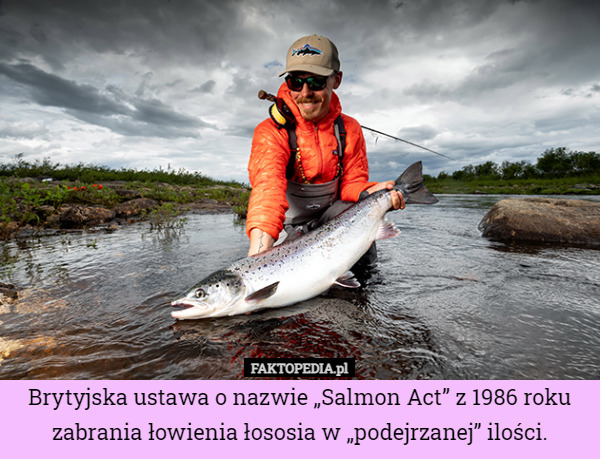 Brytyjska ustawa o nazwie „Salmon Act” z 1986 roku zabrania łowienia łososia