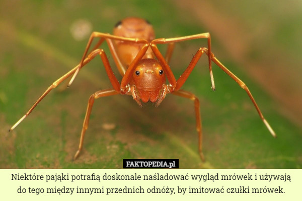 Niektóre pająki potrafią doskonale naśladować wygląd mrówek i używają do