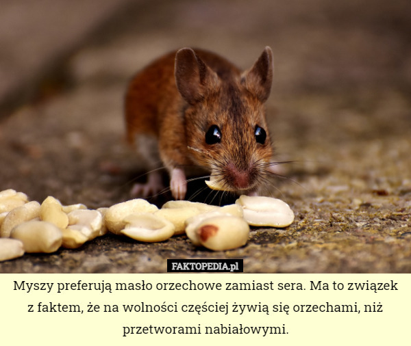 Myszy preferują masło orzechowe zamiast sera. Ma to związek z faktem, że
