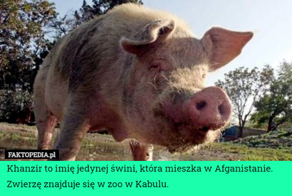 Khanzir to imię jedynej świni, która mieszka w Afganistanie. Zwierzę znajduje