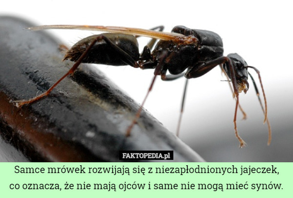 Samce mrówek rozwijają się z niezapłodnionych jajeczek,co oznacza, że nie