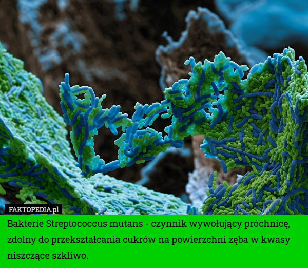 Bakterie Streptococcus mutans - czynnik wywołujący próchnicę, zdolny do