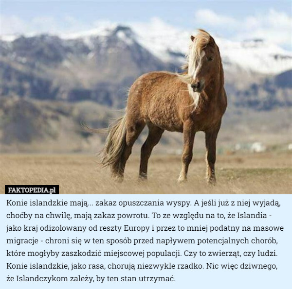 Konie islandzkie mają... zakaz opuszczania wyspy. A jeśli już z niej wyjadą...