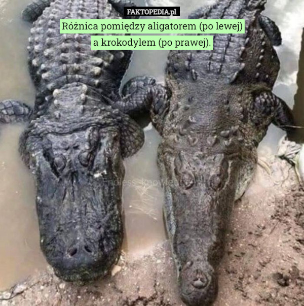 Różnica pomiędzy aligatorem (po lewej)
a krokodylem (po prawej).
