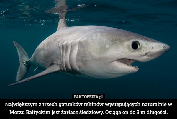 Największym z trzech gatunków rekinów występujących naturalnie w Morzu Bałtyckim...