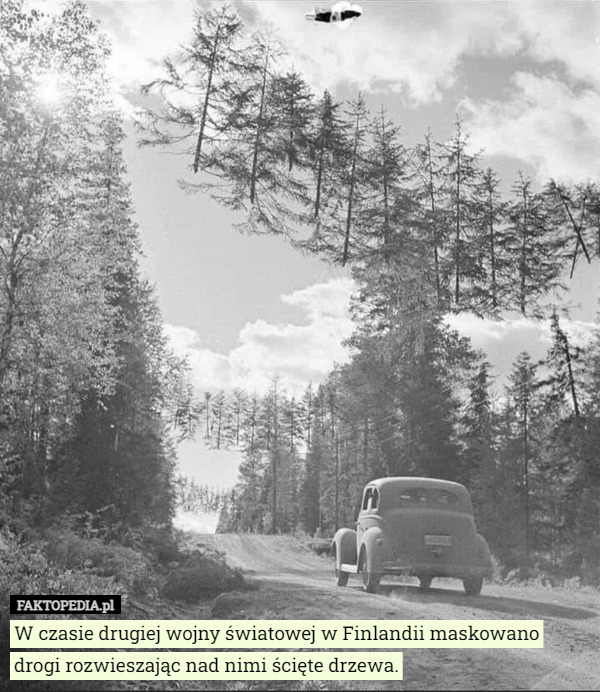 W czasie drugiej wojny światowej w Finlandii maskowano drogi rozwieszając...